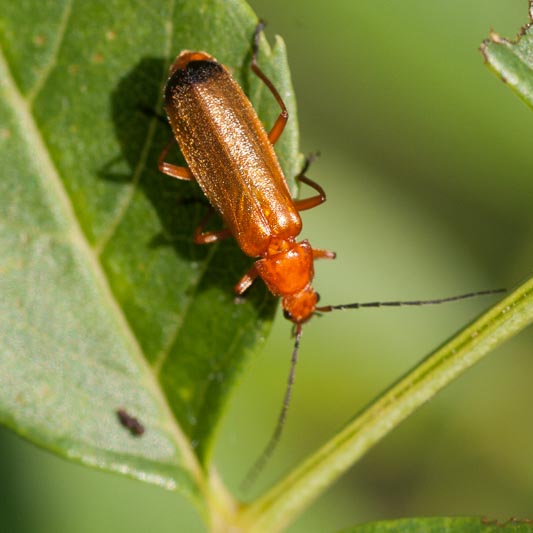 Rhagonycha fulva (Common Red Soldier Beetle).jpg